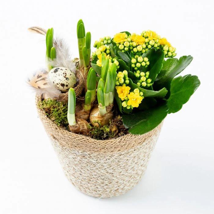 Osterpflanze als Geschenk dekoriert